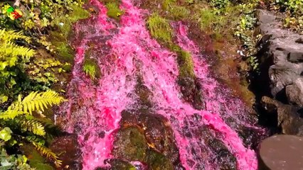 Pink Watersfall : Mystery Waterfall Revealed  #MysticalPink #Waterfall #curiosity