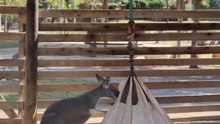 Kangaroo playing
