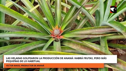 LAS HELADAS GOLPEARON LA PRODUCCIÓN DE ANANÁ: HABRÁ FRUTAS, PERO MÁS PEQUEÑAS DE LO HABITUAL