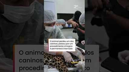 Onça ferida com 30 tiros de espingarda é resgatada após 8h nadando em rio no Amazonas