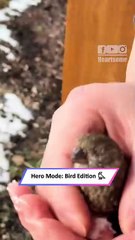 Couple Rescues Injured Bird and Gives It a Second Chance 🐦❤️|| Heartsome 💖
