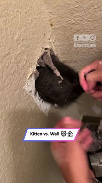 Kitten Stuck in Wall Rescued | Heartwarming Rescue & Adorable Kitty Moments|| Heartsome 💖
