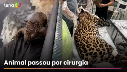 Onça ferida com 30 tiros de espingarda é resgatada após 8h nadando em rio no Amazonas