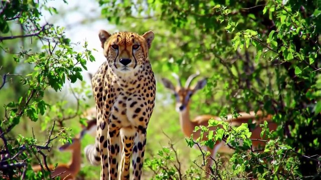 Cheetah 🐆🐆