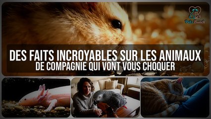 Animaux de Compagnie : Des Faits Incroyables Qui Vont Vous Choquer !