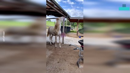 Horse Plays With a Variety of Garden Equipment