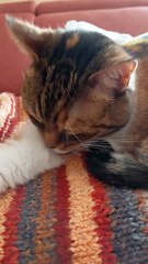 Every Night the Same Adorable Routine… You HAVE to See This! 🌙😻 Good Night! #shorts #cat #goodnight #funnycats #funny #viralcats #cute #fyp