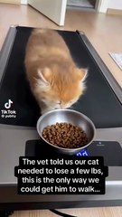 Frère, c’est cruel, mais le chat veut l’aspirine.