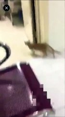 بالفيديو قطط تتجول على أسرة المرضى داخل مستشفى بالسعودية