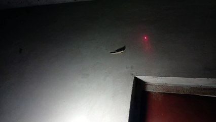 A lizard chasing light, mistaking it for food