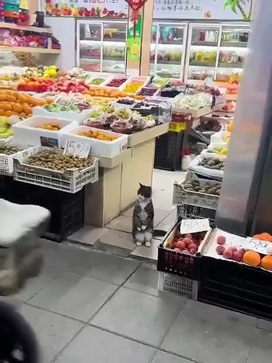 Chat cherche son maître?