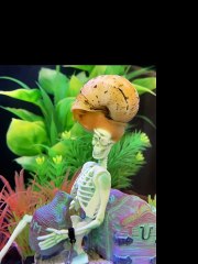 Mon escargot mystère affronte le squelette de rhum sans flipper.