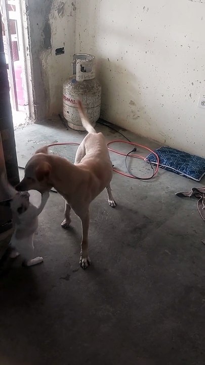 Mon chat adore les combats rudes lol.