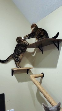 **Frères et sœurs, toujours duo.**