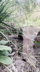 Potoroo at Marwell Zoo