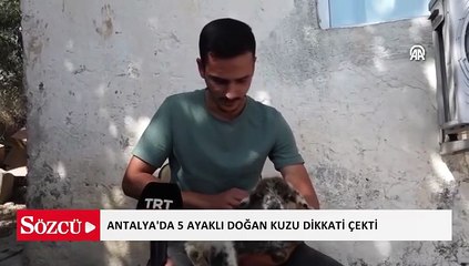 5 ayaklı doğan kuzu dikkati çekti