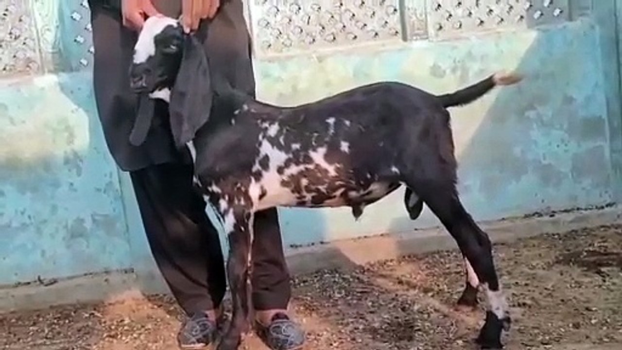 Faisalabadi Beetal Bakra/Beautiful