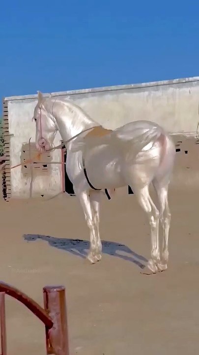 Stunning Pure White Horse Shows Off Its Power and Beauty in a Dusty Corral
