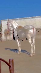 Stunning Pure White Horse Shows Off Its Power and Beauty in a Dusty Corral