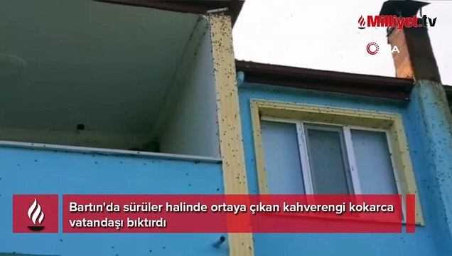 Bartın'da kabus! Sürüler halinde ortaya çıktılar! Ev ve arabaları bile istila ettiler