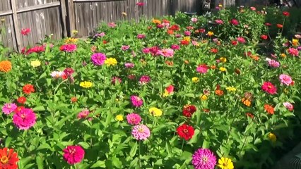 Watching The Bees In My Garden.