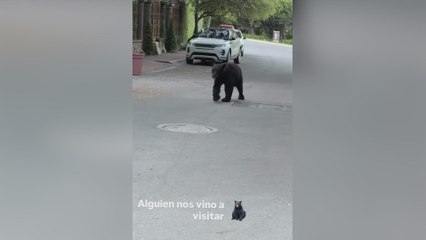 La inisual visita que recibió Correa: un oso aparece en su calle