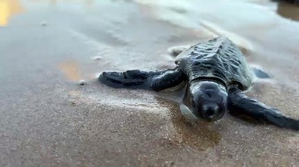 Filhotes de tartaruga-oliva são soltos em Maceió