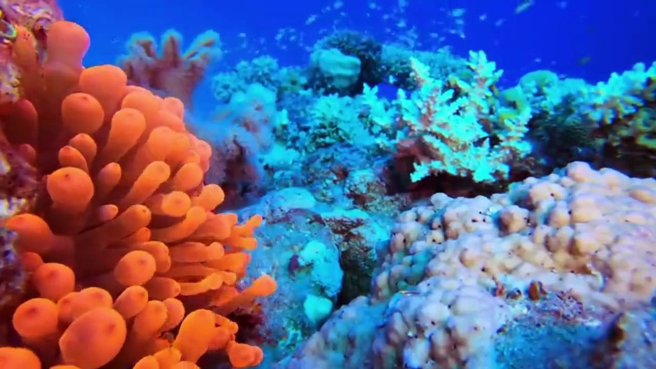 THE BEST OCEAN
