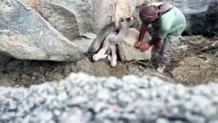 شاب ينقذ حوار من بين الصخور وينال إعجاب رواد مواقع التواصل