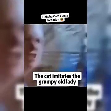 Funny cats