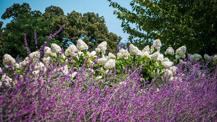 👉 “Como transformar sua dor em paz interior – Descubra agora”
