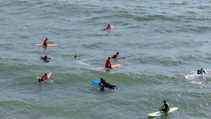 Quem é Marujo, cão surfista que é celebridade em comunidade praieira de Florianópolis
