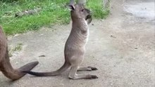 Only in Australia 🇦🇺