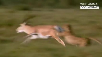 "Animals World 🐾 | Amazing Animal Moments in 2 Minutes