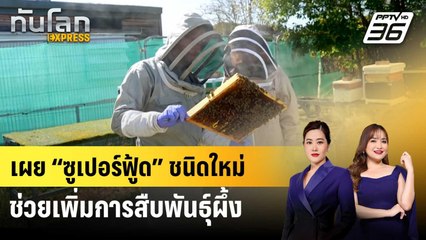 เผย “ซูเปอร์ฟู้ด” ชนิดใหม่ช่วยเพิ่มการสืบพันธุ์ผึ้ง | ทันโลก EXPRESS | 4 ต.ค. 68