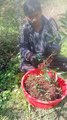Red pepper collecting in rural Nepal