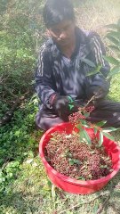 Red pepper collecting in rural Nepal