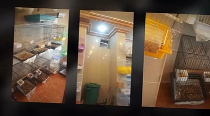 مجهولون يسرقون ببغاوات ب 60 ألف ريال من محل طيور بالطائف