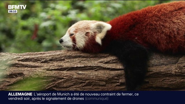 Le zoo du Jardin des plantes propose de choisir le prénom de deux bébés pandas roux