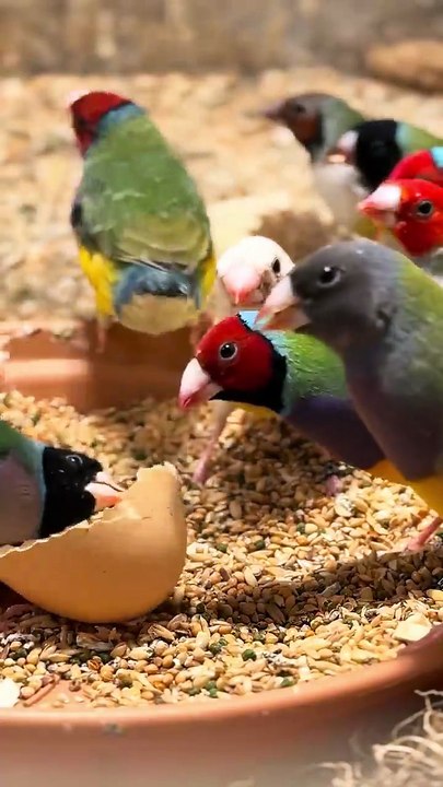 Gouldian Finches eating an egg shell _birds _birdsavairy _bird _birdsounds _finches