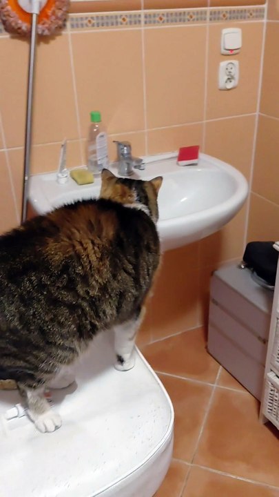 Morning Toilet? Hmmm, Maybe Later! #shorts #cat #funny #funnycats #viralcats #cute #fyp