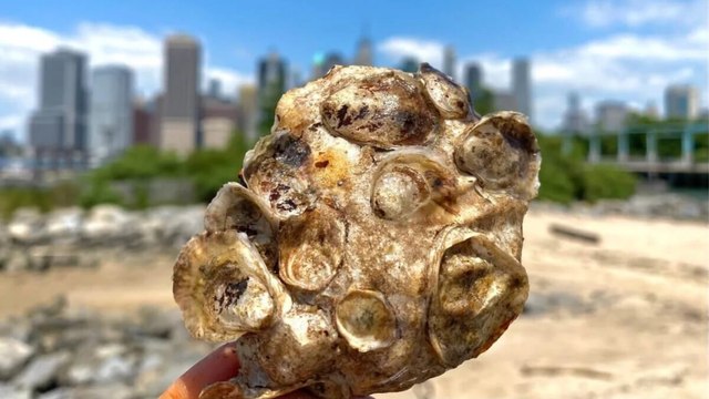 Inside New York City's Billion Oyster Plan to Fight Climate Change