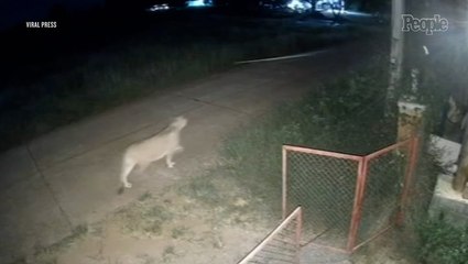 Lion Cub Kept Illegally as Pet Escapes from Man's Home and Attacks 11-Year-Old Schoolboy