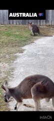 Kangaroos in Australia