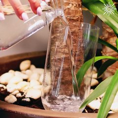 Look at these innovative ideas to recycle old plastic bottles!
