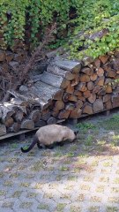 The Cat Detective at Work! 🔍🐾 #shorts #cat #funny #funnycats #cute #Viralcats #fyp #animals