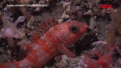 Uruguay, scienziati esplorano l'oceano a 1.200 metri di profondità: le staordinarie immagini della ricchezza di vita marina