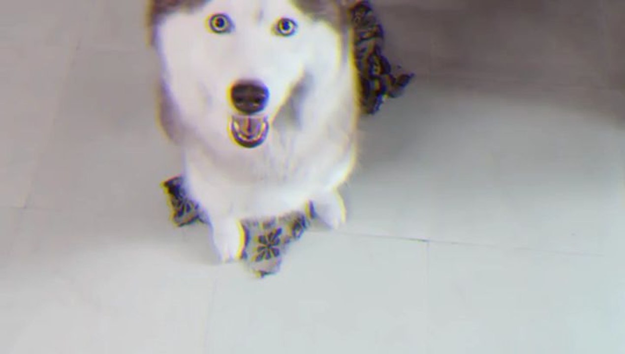 husky dog