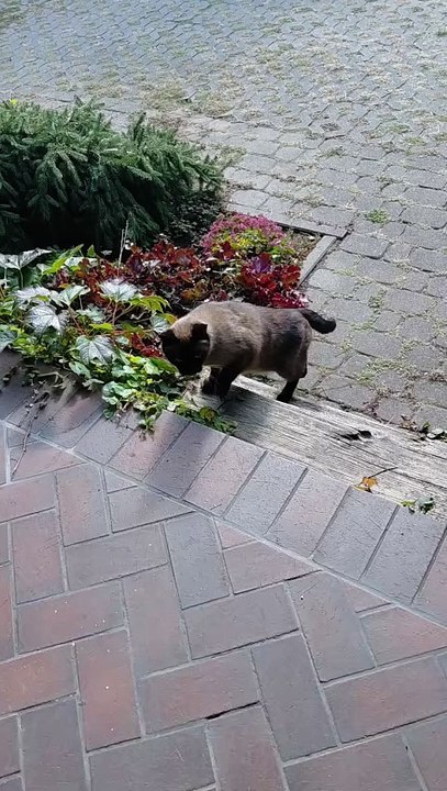 This Cat Doesn’t Ask — He Just Helps Himself! 😼🍽️ #shorts #cats #funny #shortvideo #viralcats #fyp #cute