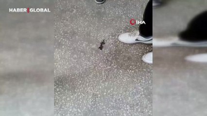 Okul koridorunda yılan paniği